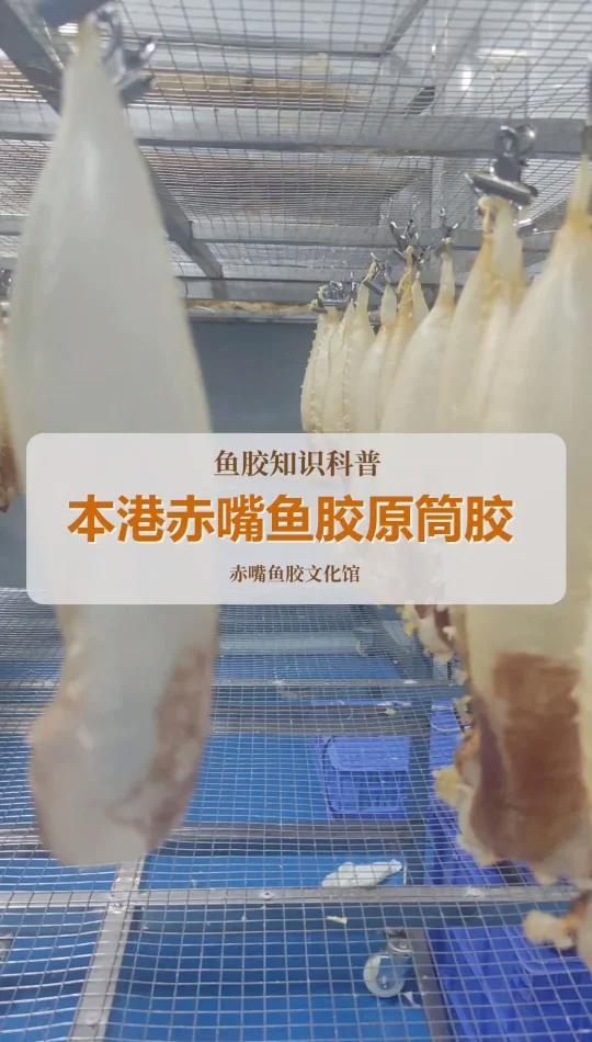 本港赤嘴原筒胶