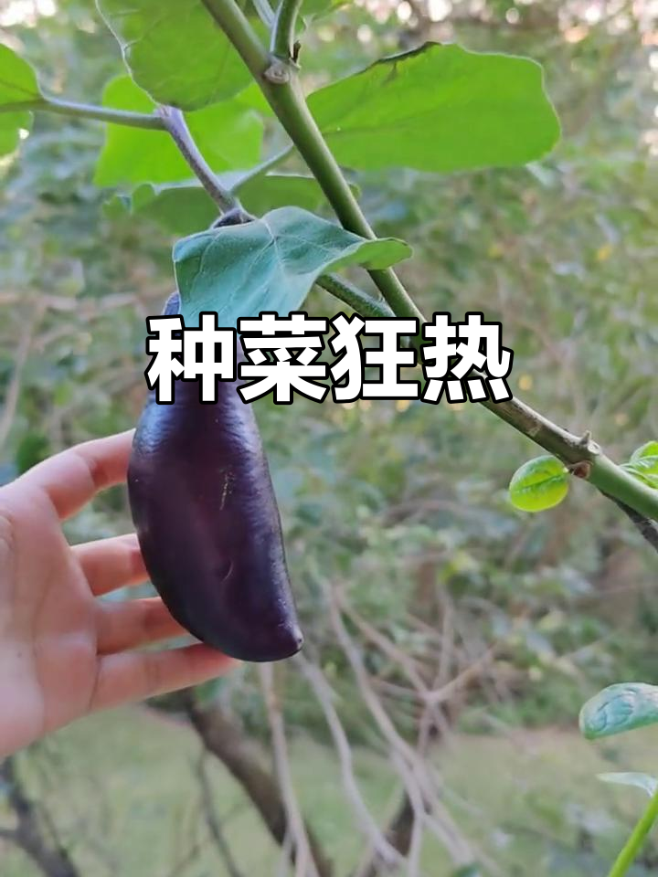 种菜成瘾,手机里全是绿油油的蔬菜照片