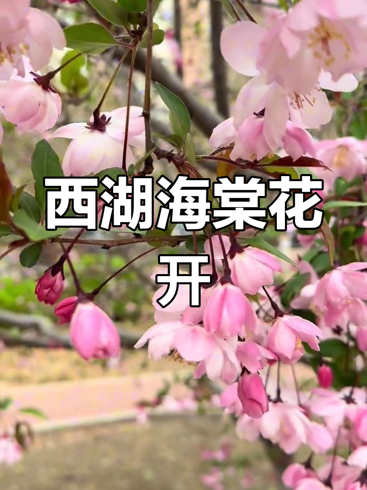 海棠花盛开,西湖美景尽显!二十多年老树的花朵魅力