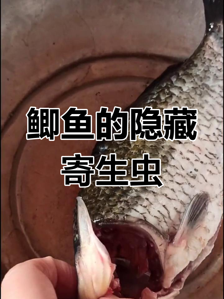 买鲫鱼时注意!这些寄生虫藏在肉里,太可怕了