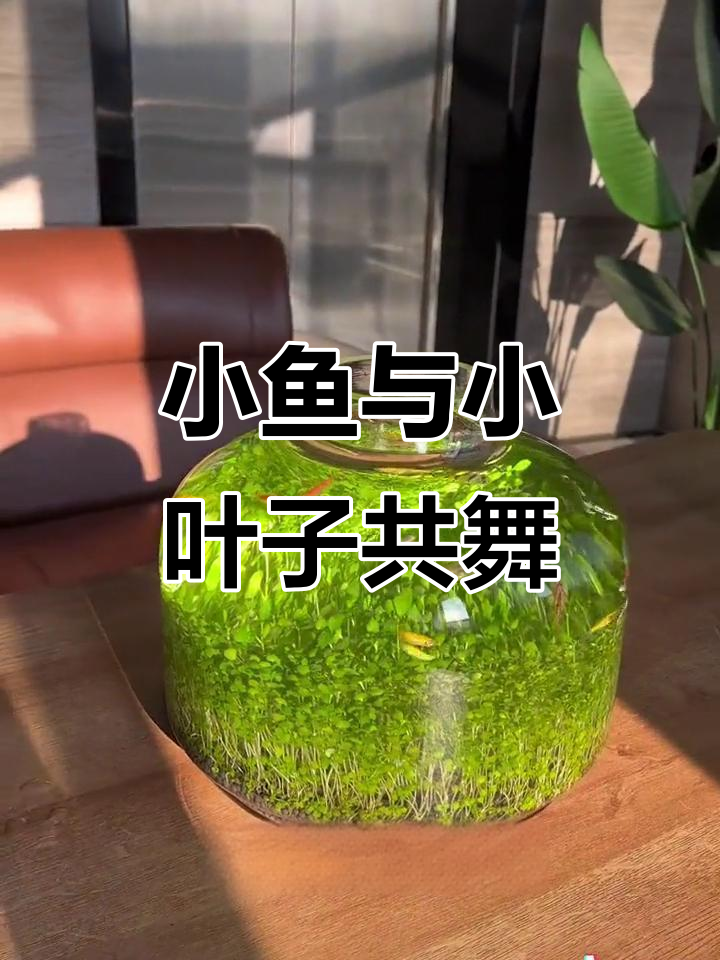 热带小鱼与小叶子的美丽邂逅,命运中的光影交织