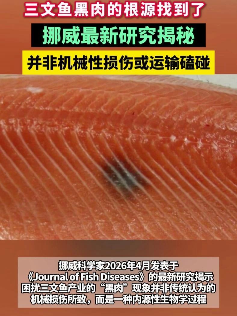 三文鱼“黑肉”相关研究有重大进展！成因并非机械性损伤或运输磕碰，更大可能指向鱼体内源性原因