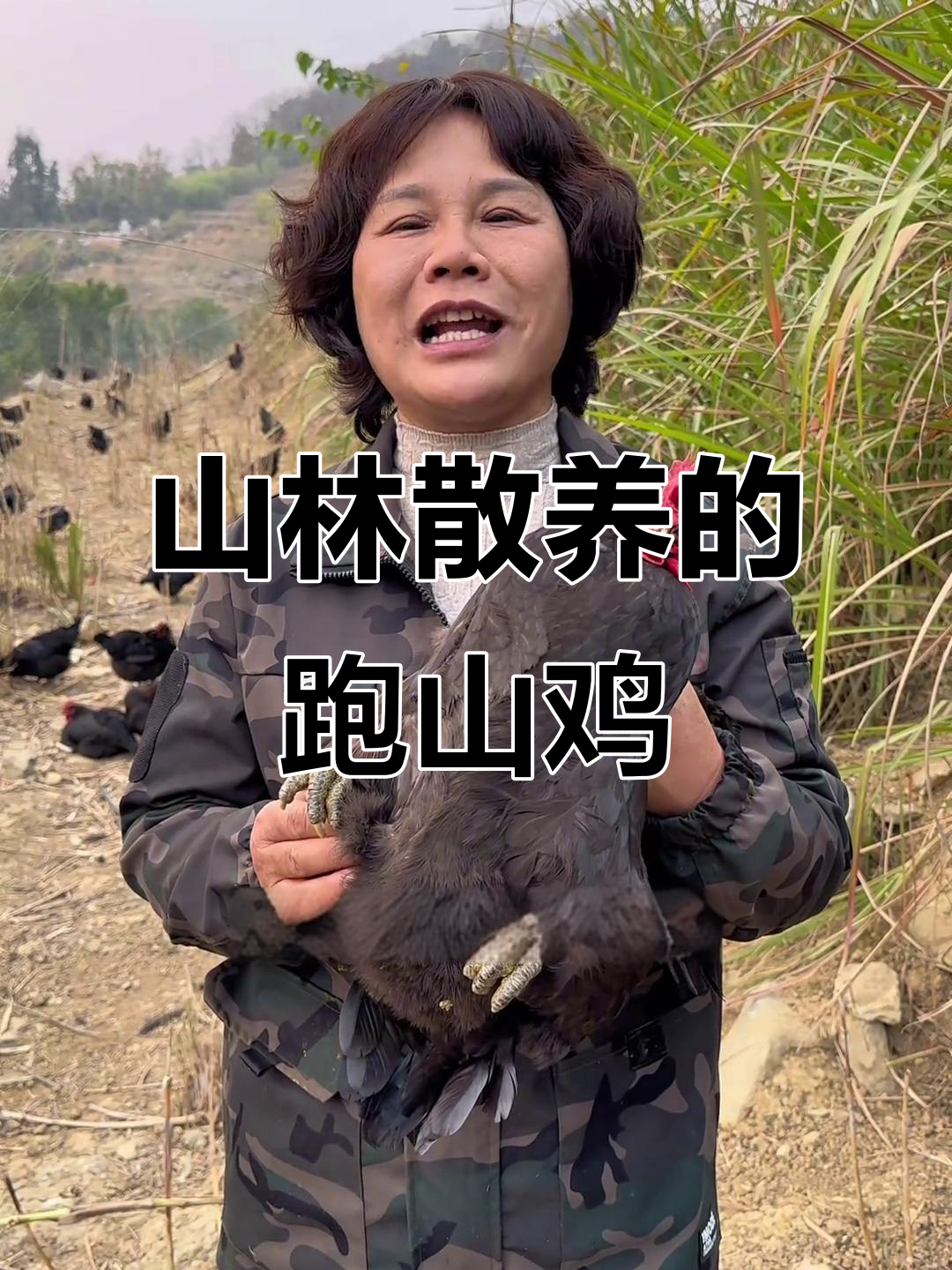 湘源跑山鸡:山林散养,土鸡蛋的秘密