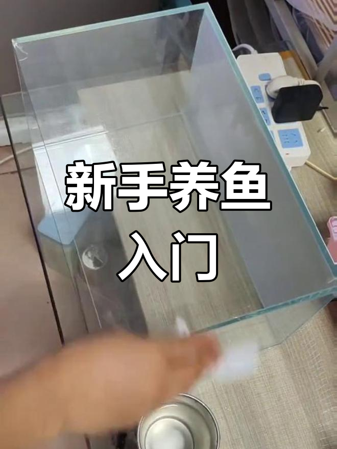 刚果美人鱼桌面缸开缸指南