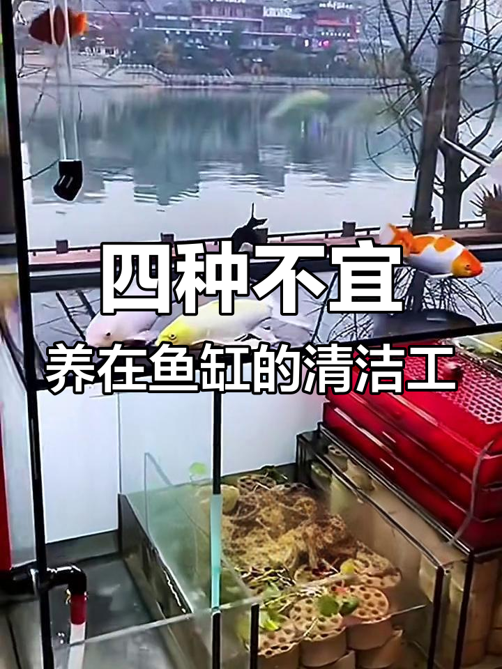 鱼缸里不能养的四种清洁工,小心它们吸食你的鱼儿