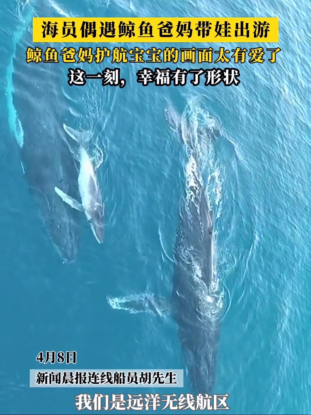 海洋版“爸妈去哪儿”?海员偶遇鲸鱼爸妈带娃出游被治愈:画面太温馨了!(素材@海上刘德华)鲸