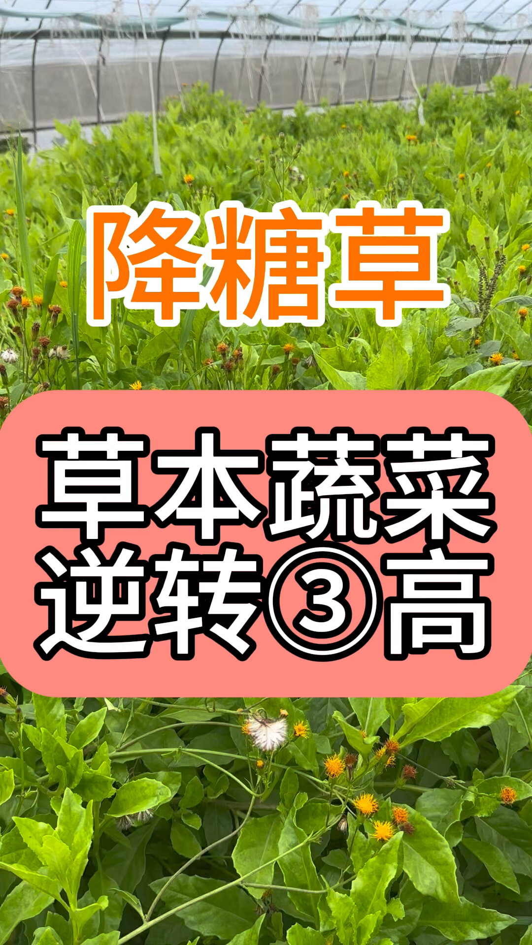 富贵菜四季常青,一年四季都有新鲜的绿叶吃