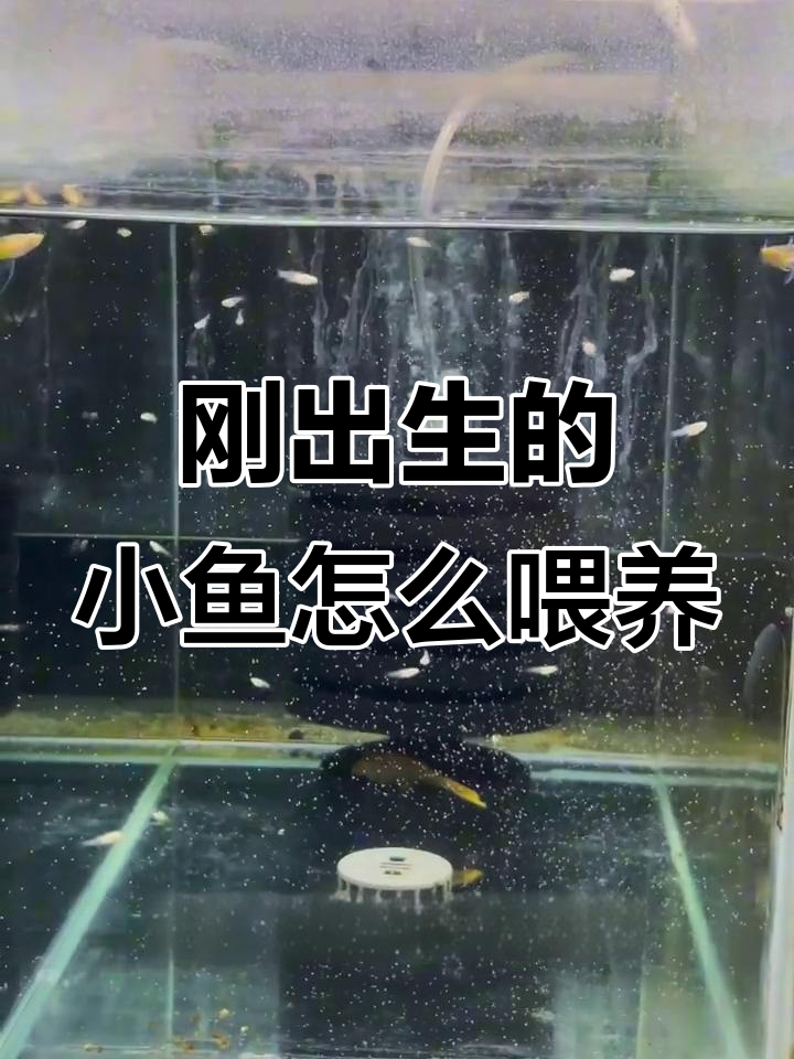 小鱼出生后如何喂食?高蛋白饲料必不可少