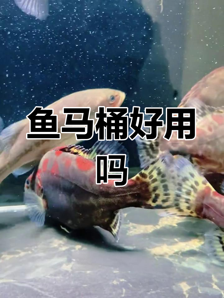 鱼马桶到底值不值得买?用过才知道!