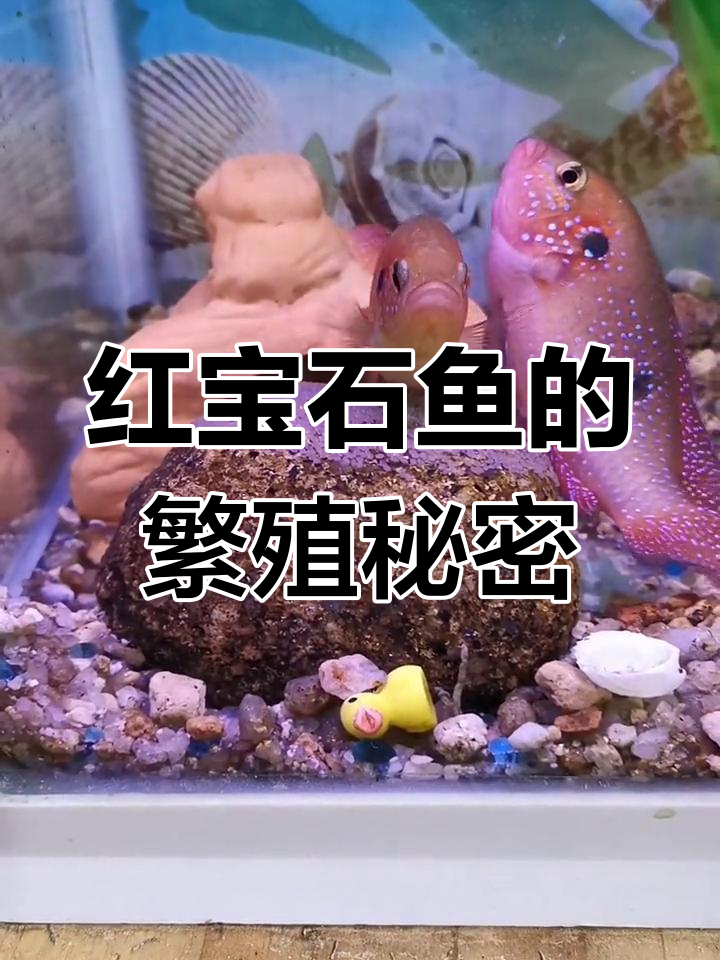 红宝石鱼如何产卵受精?揭秘玻璃缸中的神奇过程
