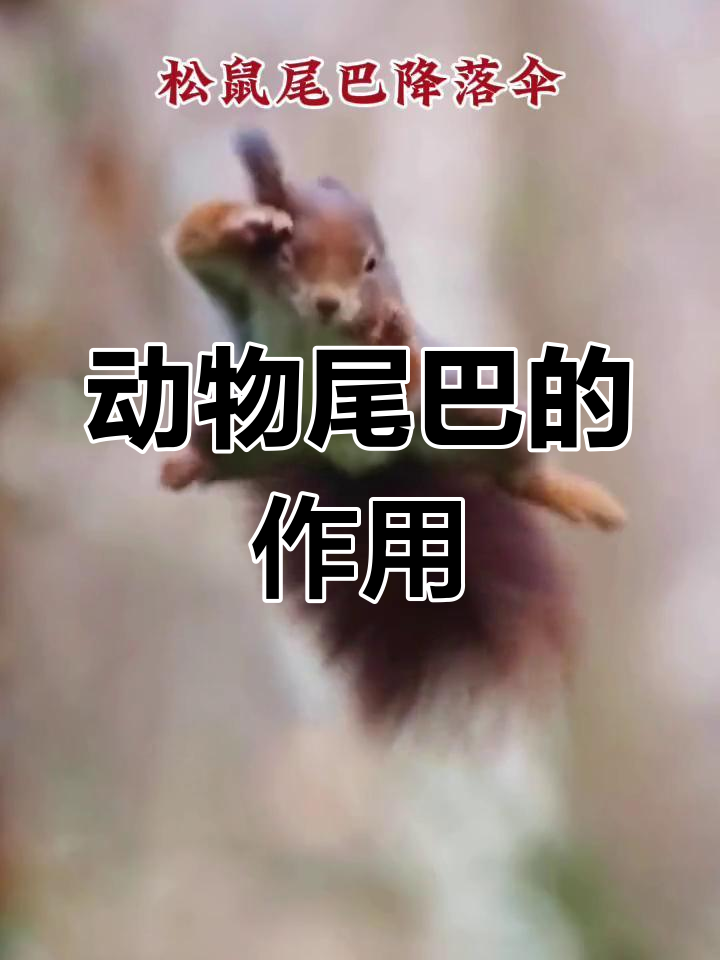 动物尾巴的神奇功能,一年级语文必备知识