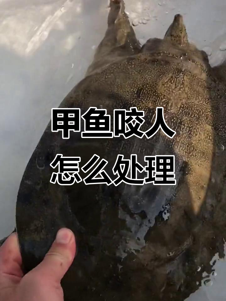 被甲鱼咬了怎么办?教你如何应对并享受美味