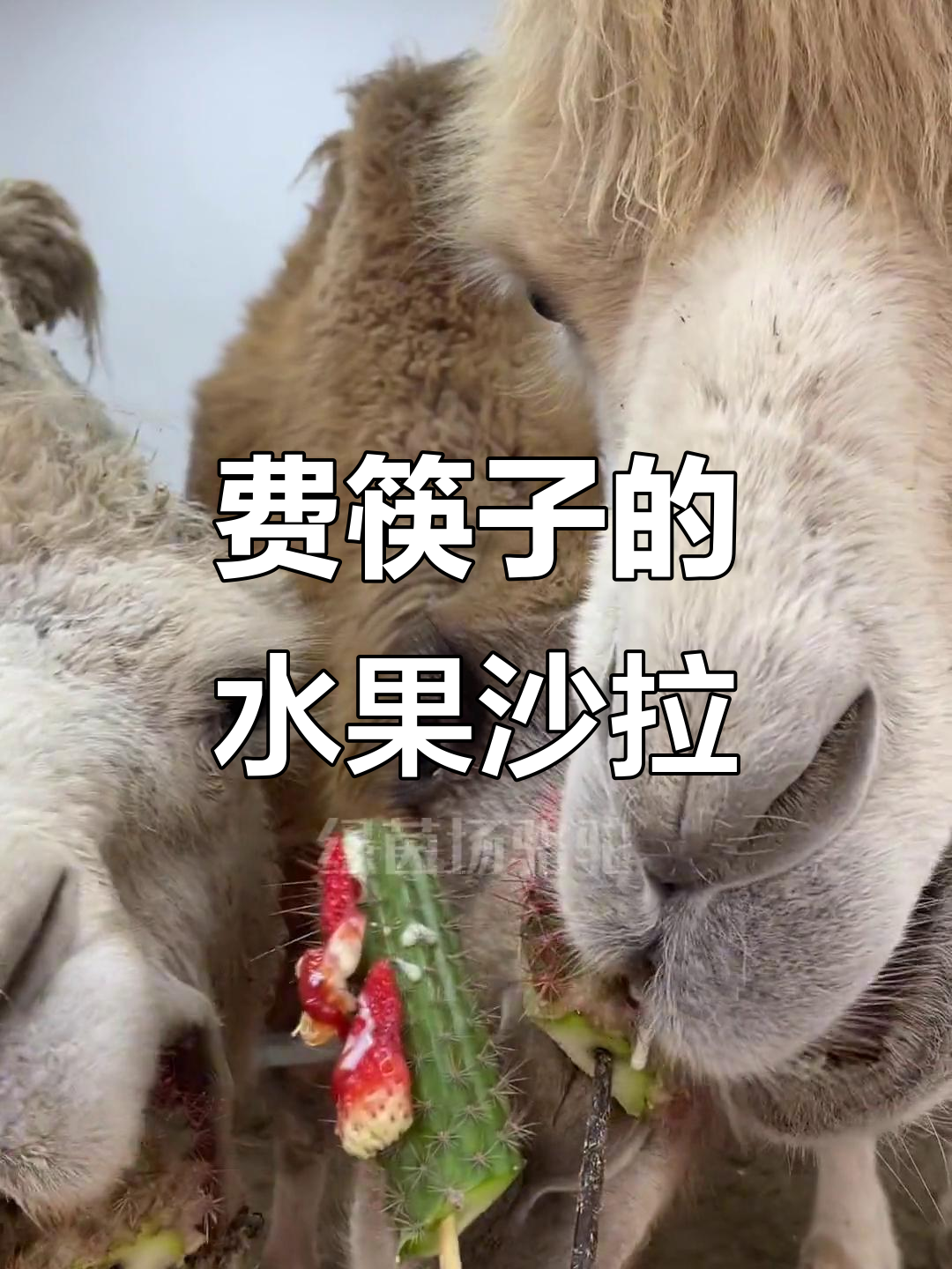 水果沙拉大拼盘,筷子不停歇!