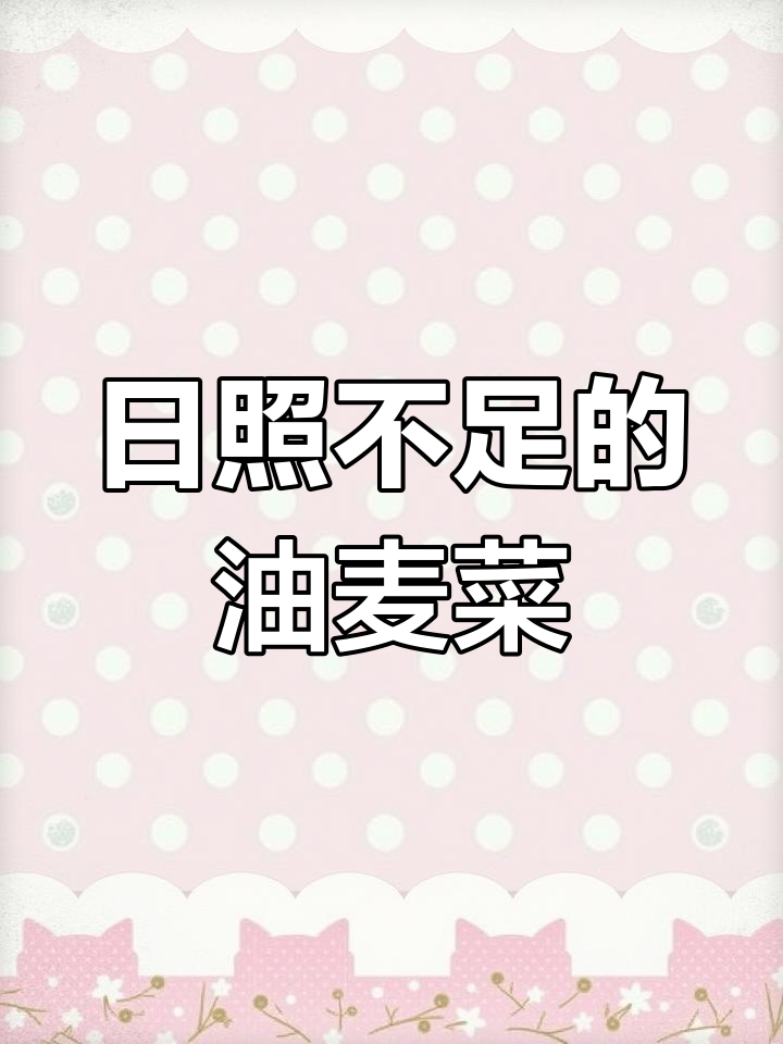 1月16日仅2小时日照,油麦菜仍旺盛生长!