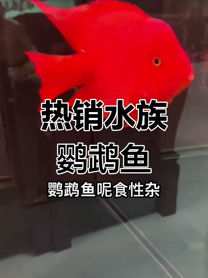 雪鹦鹉:最受欢迎的观赏鱼品种