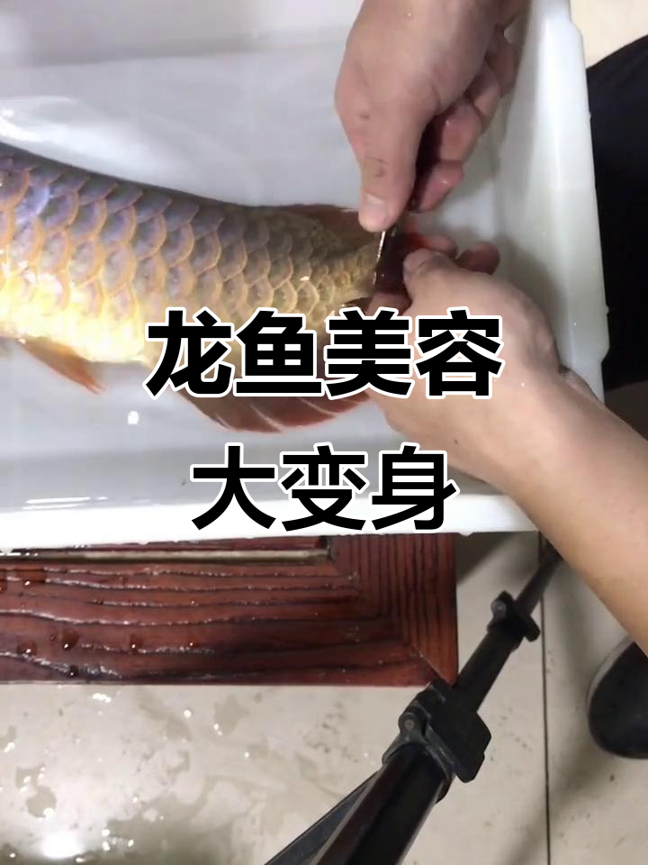 龙鱼兜嘴手术与修尾鳍,金龙红龙的美丽蜕变