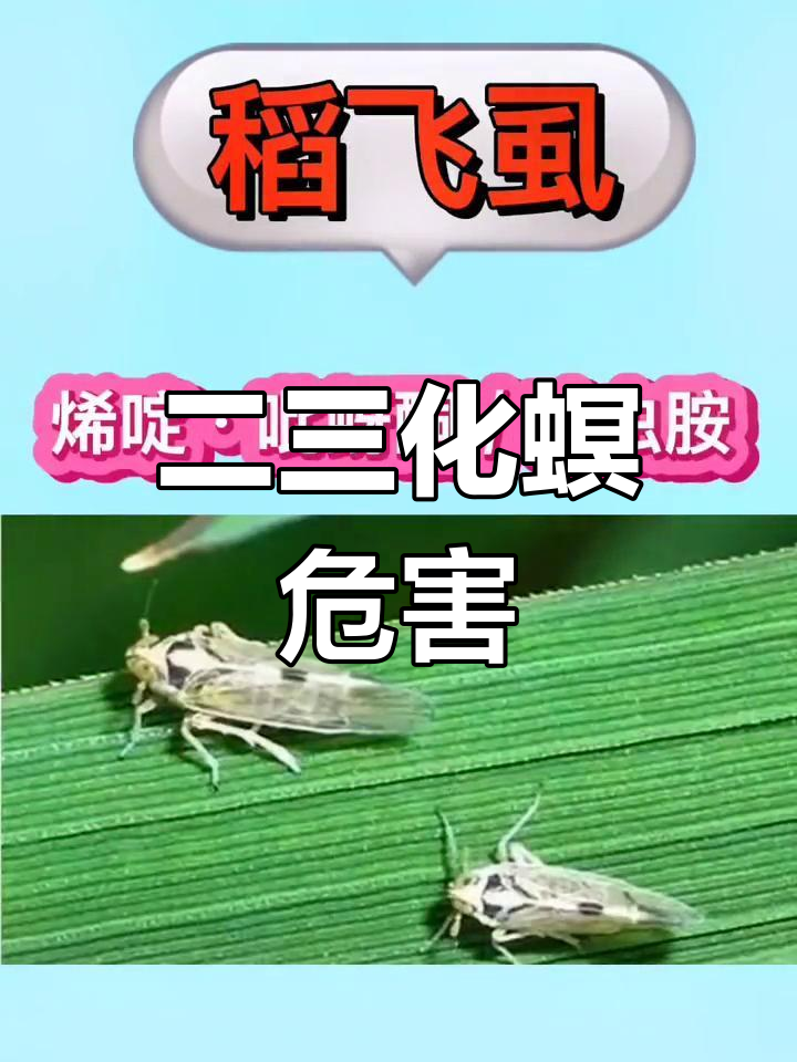 水稻病虫害:二三化螟与叶卷病