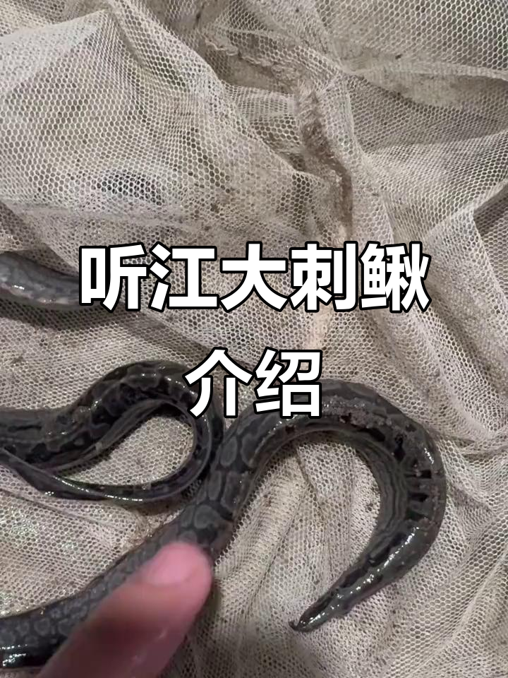 龙岩长汀大刺鳅:背脊带刺,肉质鲜美可观赏