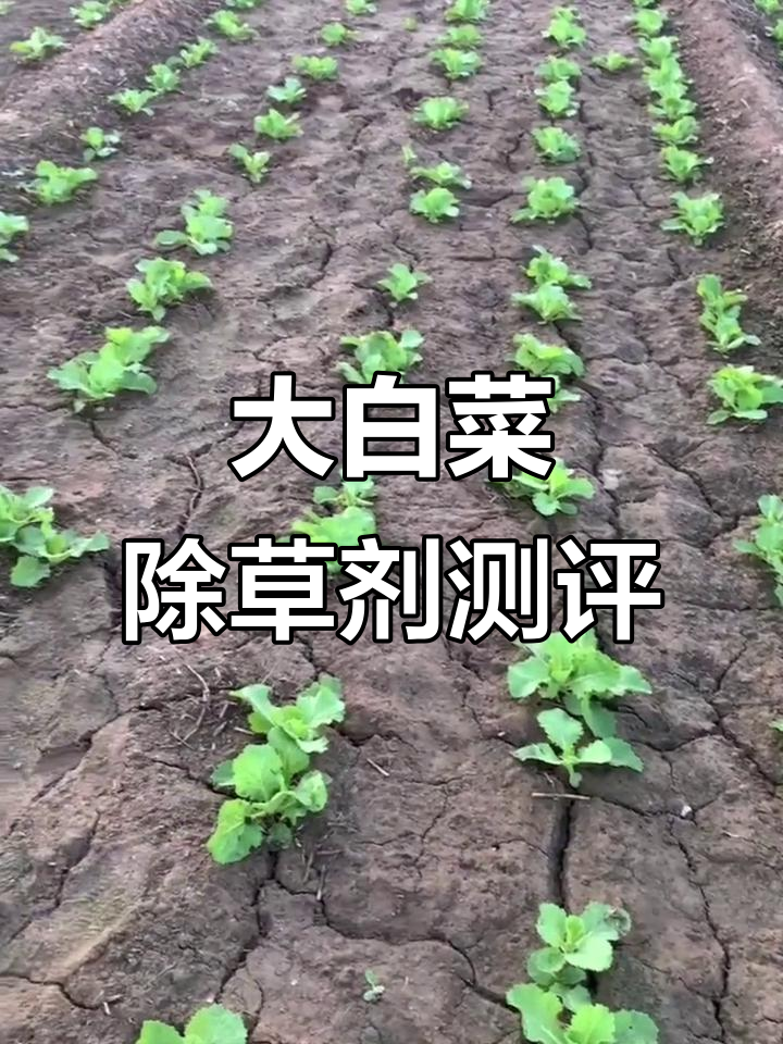 大白菜苗后除草剂效果实测,轻松去除杂草