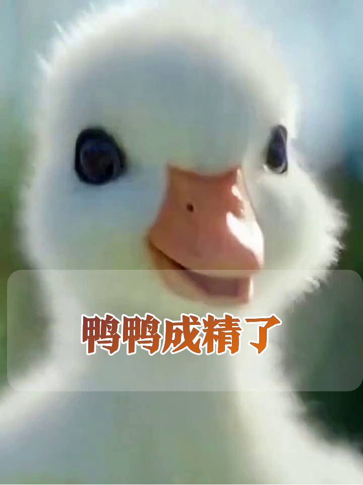 小鸭子看漫画学才艺,劈叉卖萌样样行