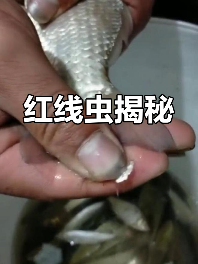 今天钓鱼发现,鱼尾血丝竟是红线虫作祟!