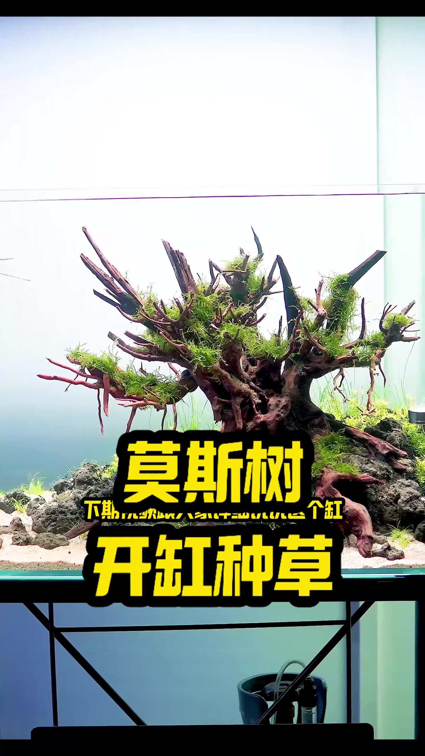 水草缸造景教程!第二期,莫斯树景种草开缸!水草缸 水族 鱼缸 造景