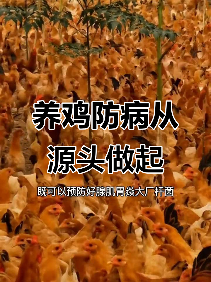 鸡腺基胃炎的预防与控制,新手必看!