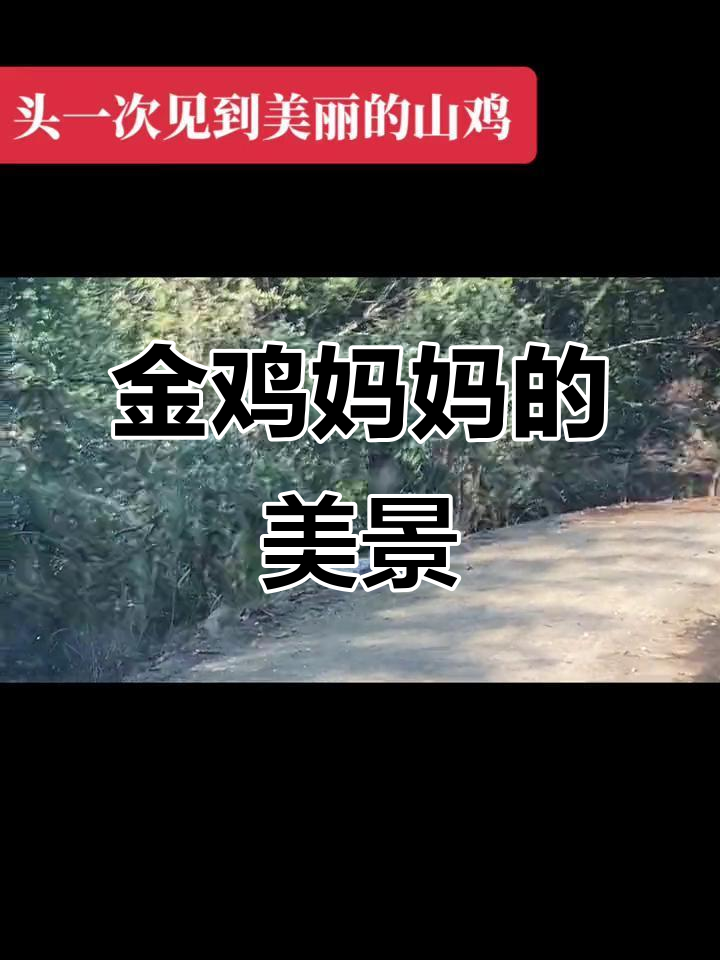 乡村金鸡与妈妈的美丽邂逅，大自然的奇妙声音