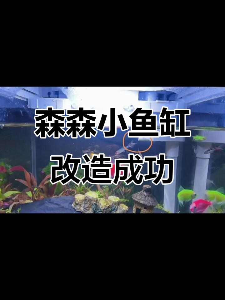 小鱼缸改造大变身,森森250成功升级!