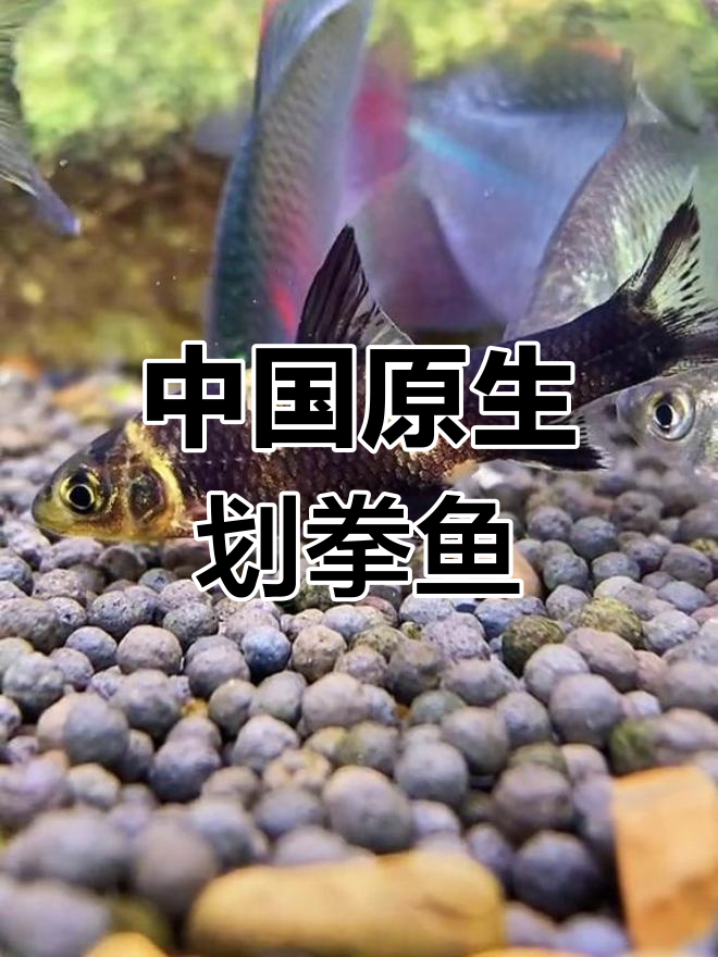 划拳鱼:中国原生冷水观赏珍品