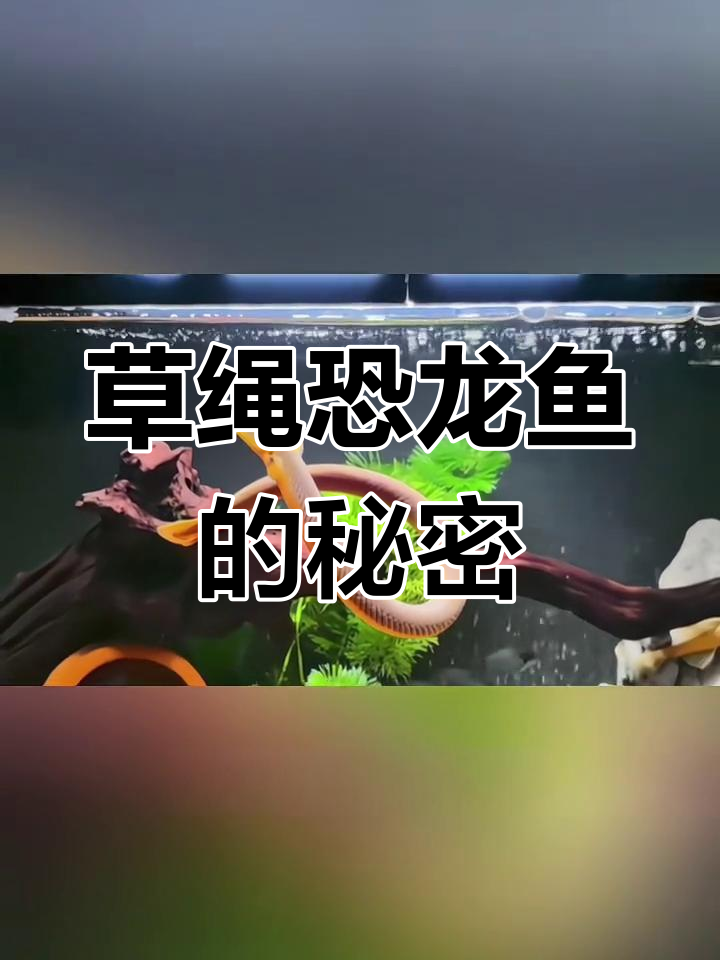 草绳恐龙鱼:远古蛇形鱼类,温顺又神秘