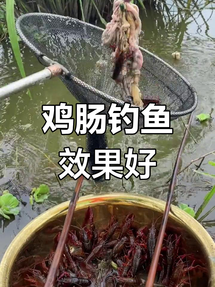 用鸡肠钓龙虾,效果惊人
