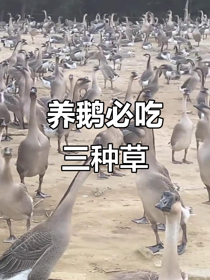 鹅喜欢吃的三种草，夏季养鹅必备牧草推荐