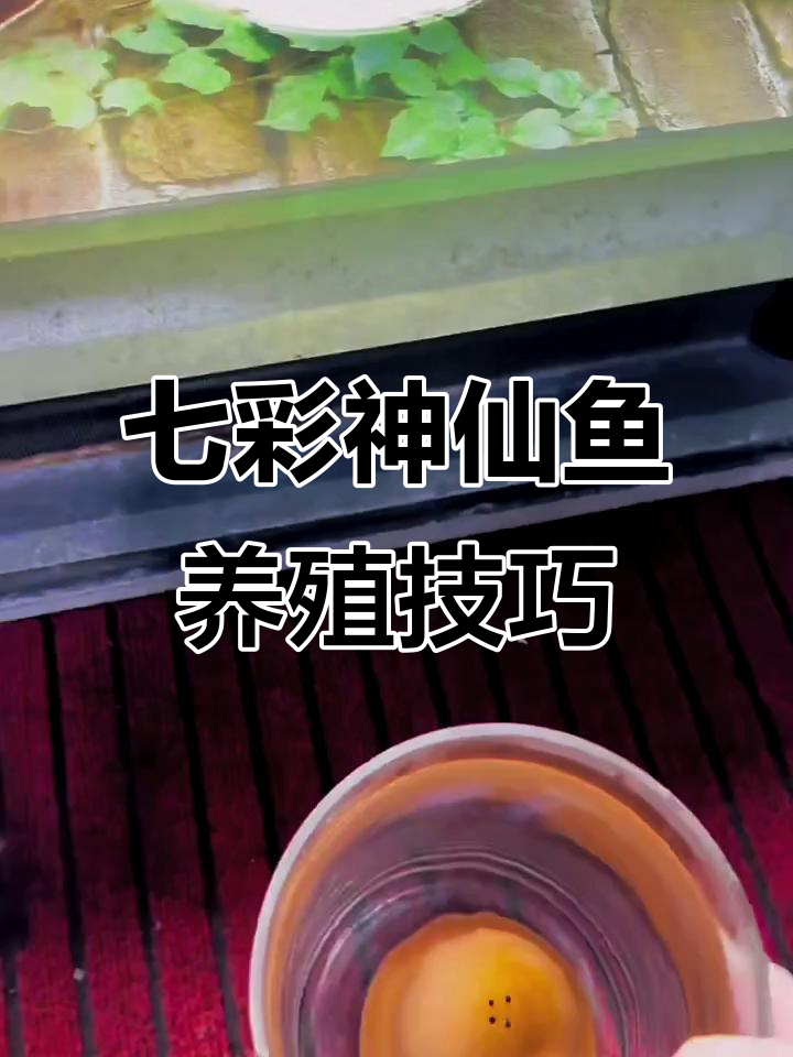 七彩神仙鱼繁殖技巧大揭秘,孵化罐使用指南