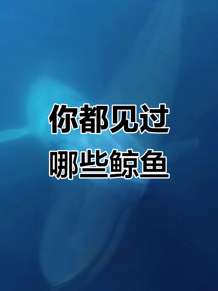 12种鲸鱼大揭秘，看看你都了解吗？