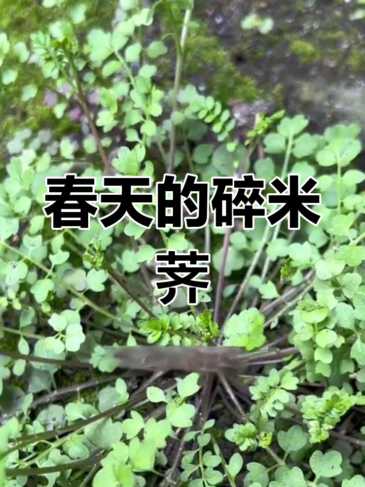 春天里的碎米荠,味道堪比荠菜,嫩叶做野菜超美味