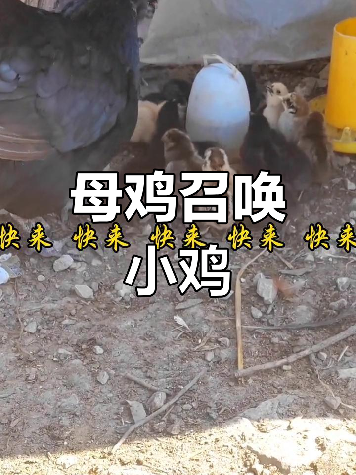 母鸡呼唤小鸡,声音悠扬