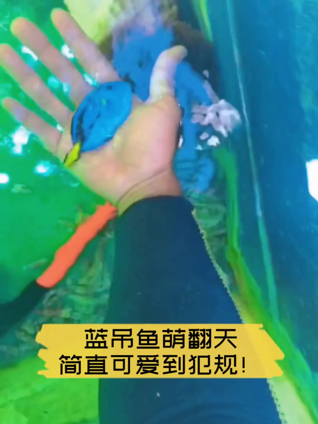 蓝吊鱼萌翻天,简直可爱到犯规!