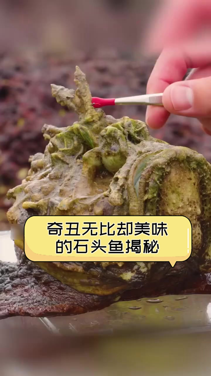 奇丑无比却美味的石头鱼揭秘