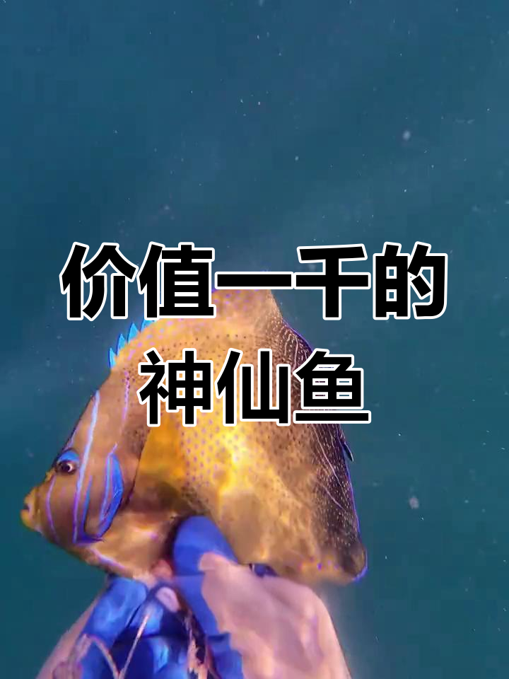 一千多的神仙鱼,竟然这么好吃