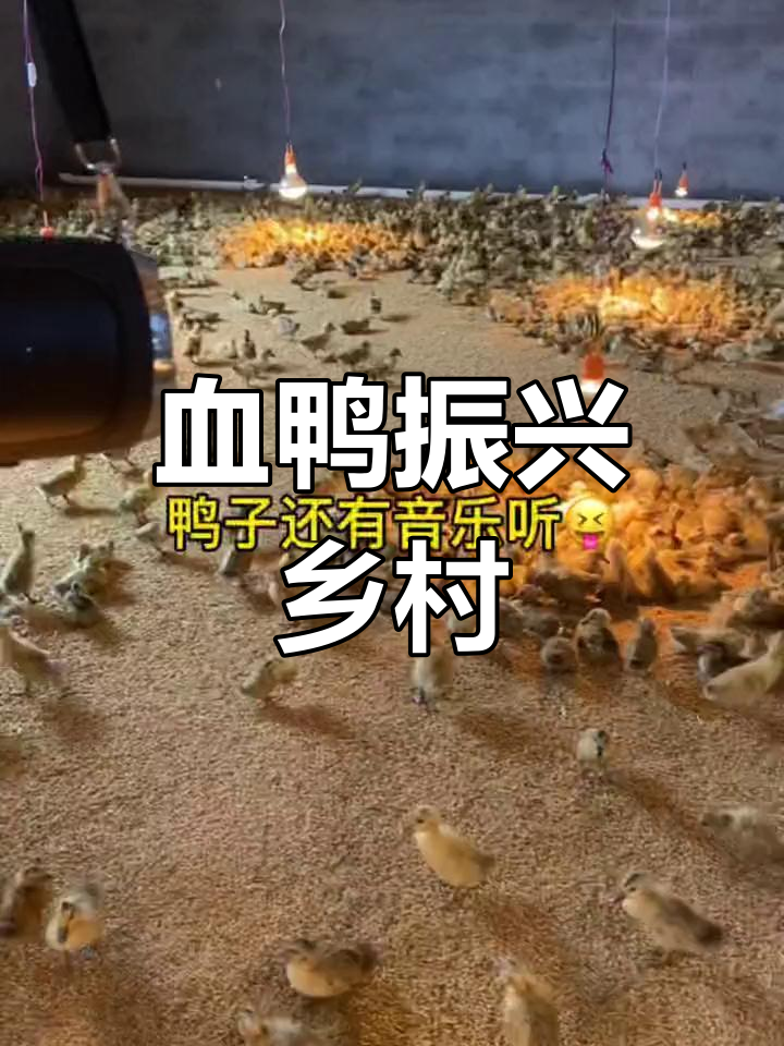 莲花血鸭产业崛起,小麻鸭助力乡村振兴