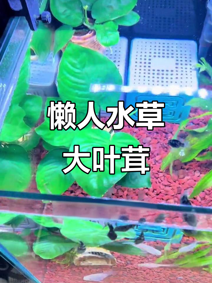 水草如何长到躲避屋上?大叶榕轻松养,迷你鹦鹉鱼最爱