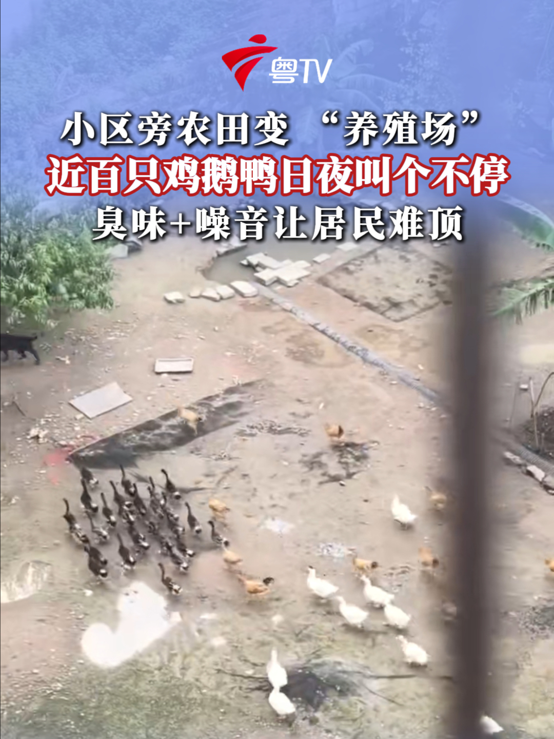 小区旁农田变 “养殖场”,近百只鸡鹅鸭日夜叫个不停