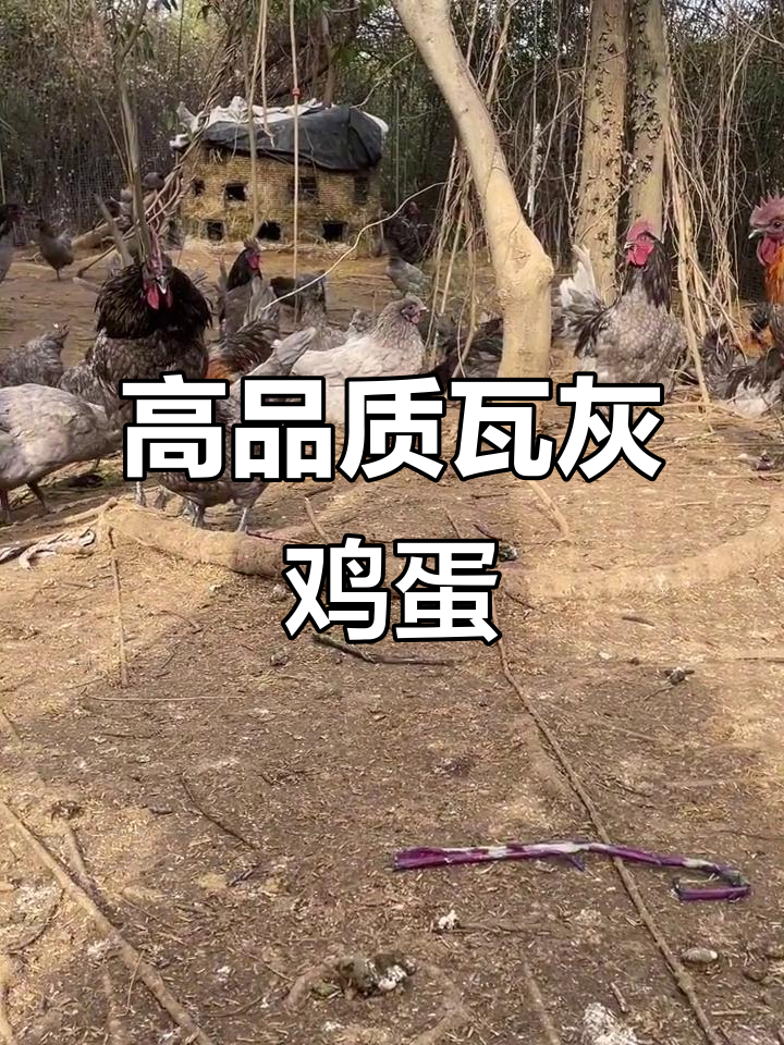 瓦灰鸡绿壳蛋，孵化率高，土鸡养殖效益翻倍