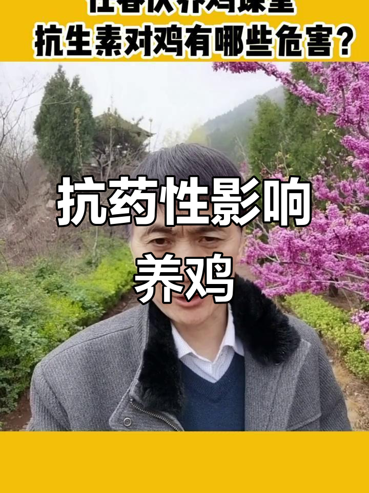 抗生素滥用危害鸡健康,如何科学养殖更安全?