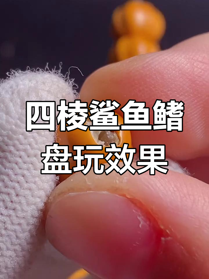 鲨鱼鳍内部结构揭秘,油性十足的猴头四棱绒焰料
