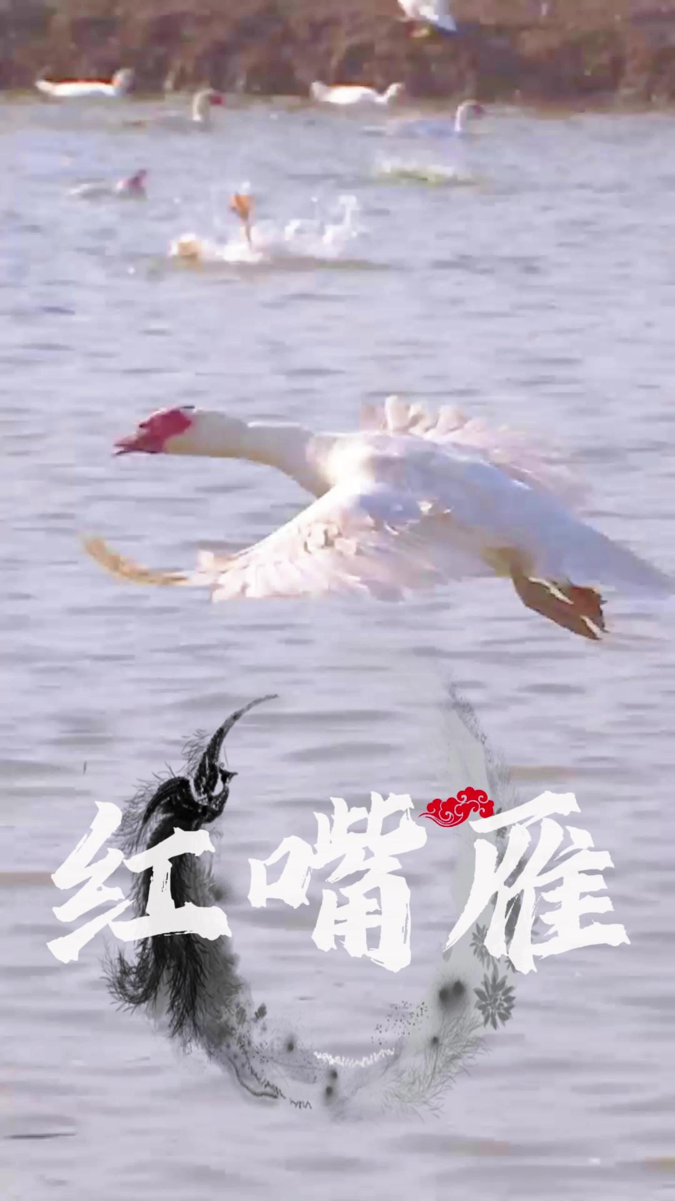 红嘴雁,美味至极!那鲜嫩的口感,令人陶醉。每一口都仿佛在舌尖上舞动,带来无尽的满足。它的鲜