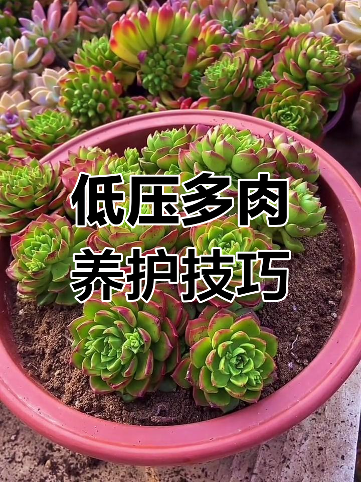 低压多肉植物养护全攻略:如何避免浇水过多,保持叶片红色