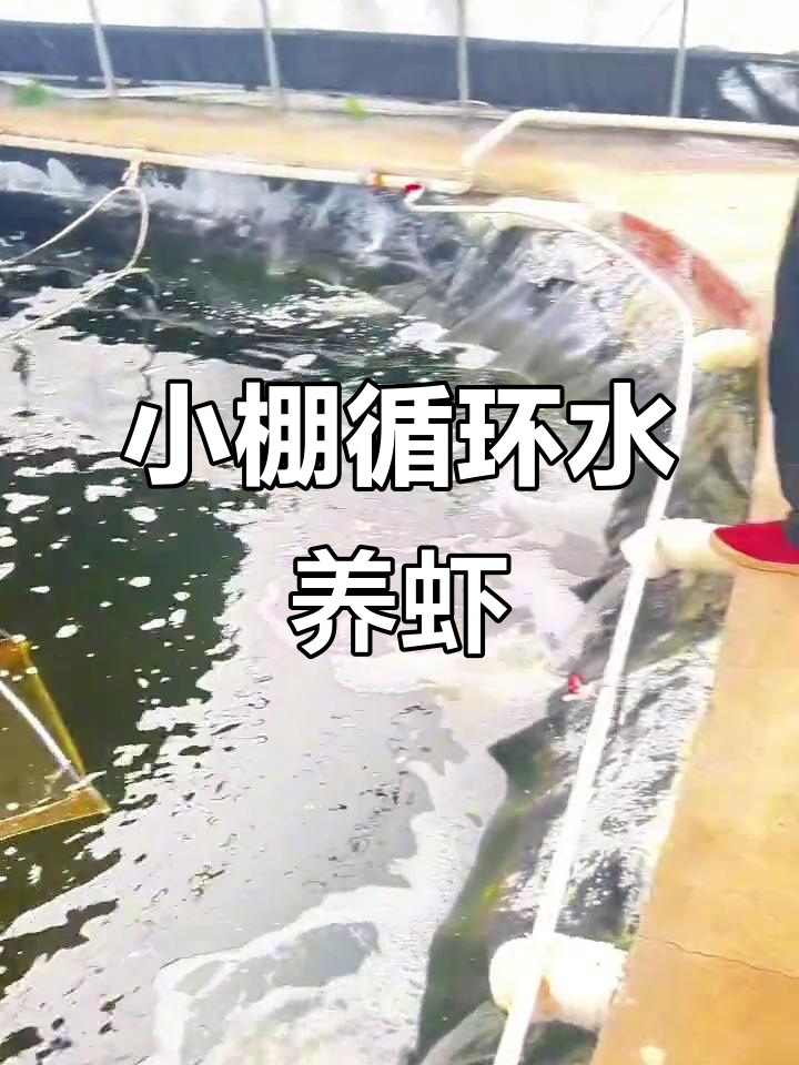 工厂化养殖小棚养虾,水质管理全攻略