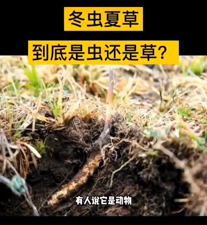 冬虫夏草一年的生长过程